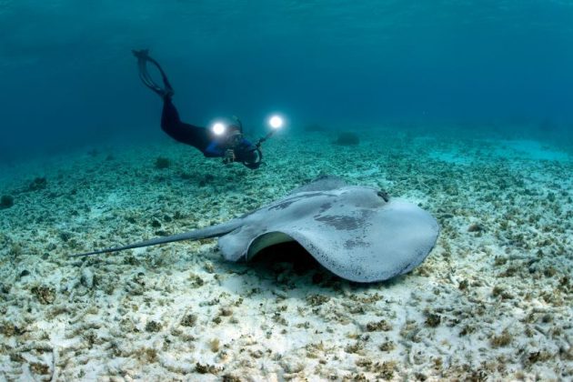 Comparatif des meilleures lampes de plongée sous marine de 2024