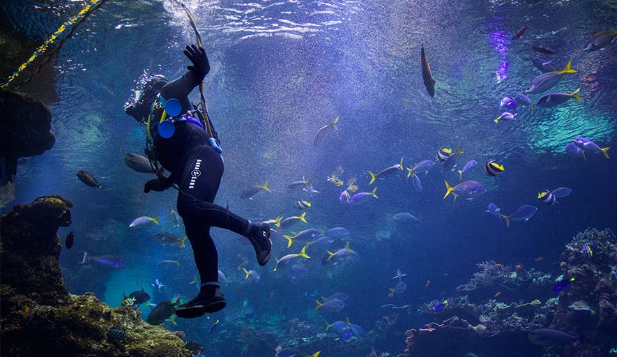 8 choses à savoir avant de filmer sous l'eau avec sa GoPro