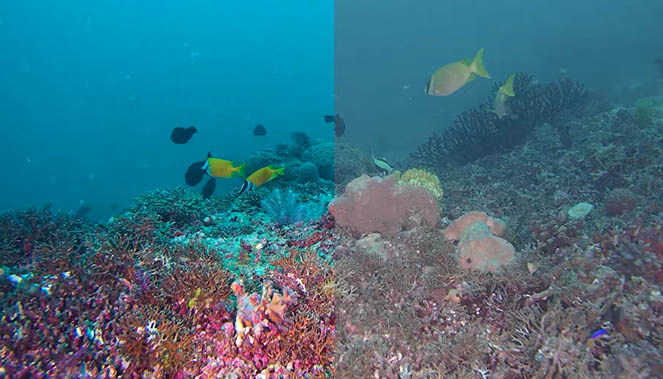 Vision sous-marine Fifish V-EVO Qyesa